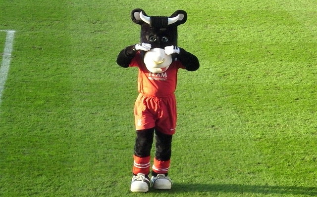 Angus the Bull